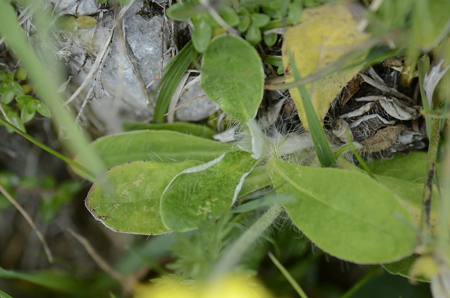 Asteracea da id. - Hieracium  cfr. hoppeanum